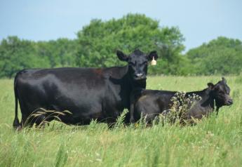 BT_Commercial_Angus_Cow_Calf