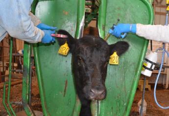 BT_Cow_Vaccinate_Tagging