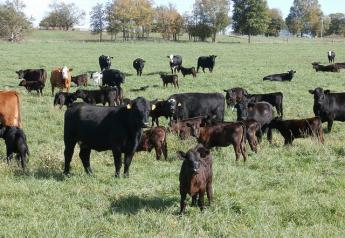 BT_Cows_Calves_Missouri