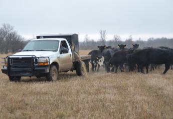 BT_Feed_Truck_Cattle_Winter