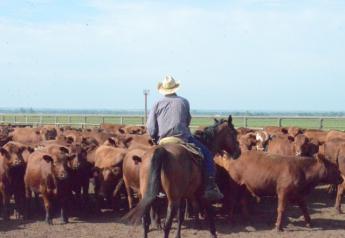 BT_Feedlot_Cowboy_Red_Cattle