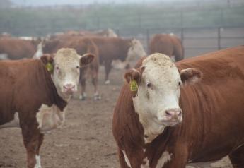 BT Feedlot Hereford Steers Fat Cattle