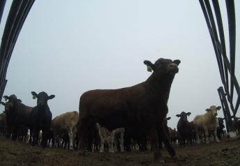 BT_GoPro_Feedlot_Cattle_Wide_Angle