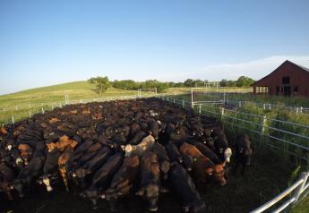 BT_GoPro_Stocker_Cattle_Loading