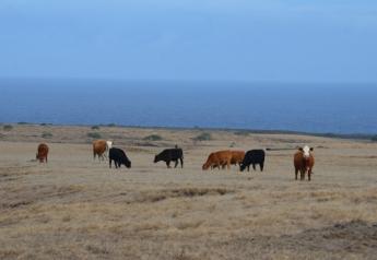 BT_Hawaii_Drought_Cattle