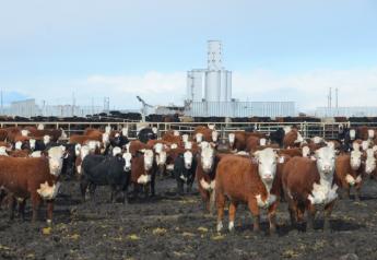 Last fall these JBS Five Rivers' steers at the Kuner Feedlot would have entered the traditional JBS packing plant system. With the Fed Cattle Exchange there is a chance for some JBS Five Rivers cattle to be purchased by competing packers, aiding in price discovery for the beef industry.