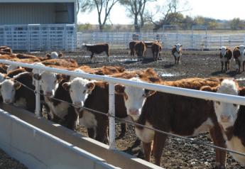 BT_Hereford_Replacement_Heifers