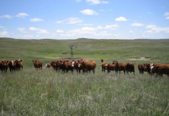 BT_Nebraska_Cows_on_Pasture