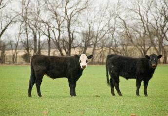 BT_Oklahoma_Stocker_Cattle_Winter_Wheat