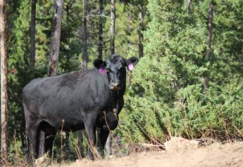 BT_Range_Cow_Wyoming