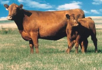 BT_Red_Angus_Cow_Calf