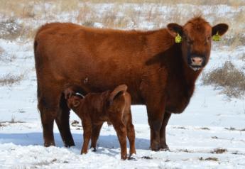 BT_Red_Angus_Cow_Calf_Winter_Snow