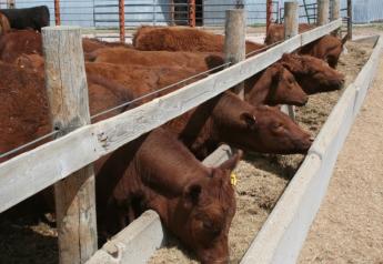 BT_Red_Cattle_Feed_Bunk
