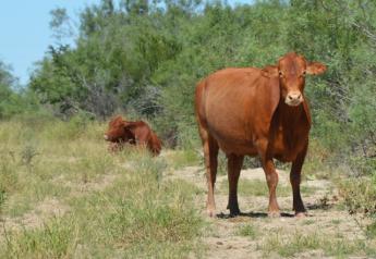 BT_Texas_Cattle