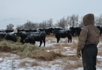BT_Winter_Cattle_Feeding