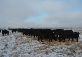 BT_Winter_Cow_Calf_Feeding