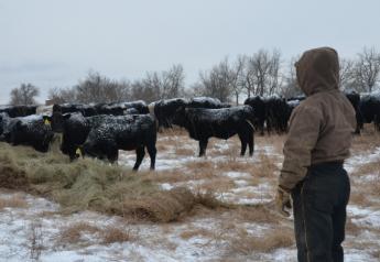 BT_Winter_Feeding_Cattle