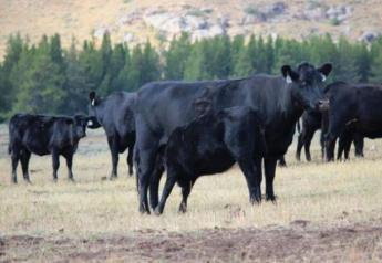 BT_Wyoming_Cows_Calves