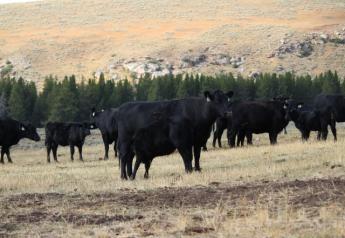 BT_Wyoming_Range_Cows_Calves