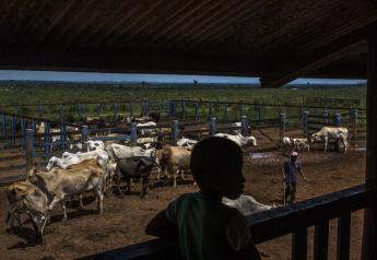 A boy watches a landless occupant farmer gather cattle at Agropecuária Santa Bárbara Xinguara SA Maria Bonita farm.