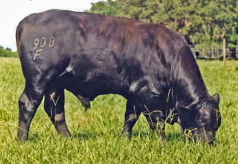 Bull grazing bahiagrass