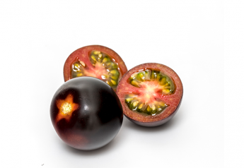 Syngenta introduces YOOM, a purple-skinned tomato