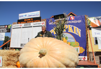 Giant pumpkins battle for heaviest gourd