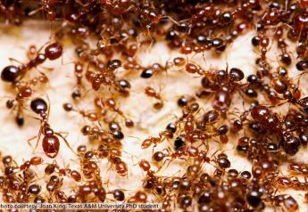 Colony of red fire ants