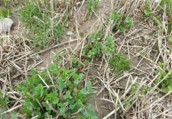 Cassida managing stand losses in alfalfa fields photo1