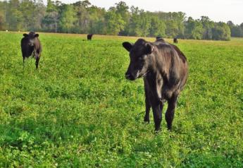 Cattle_Cover_Crop_Cool_Season_Forage