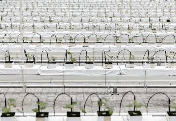 Rows of tomato seedlings are monitored in an experimental greenhouse at the Chinese Academy of Agricultural Sciences.