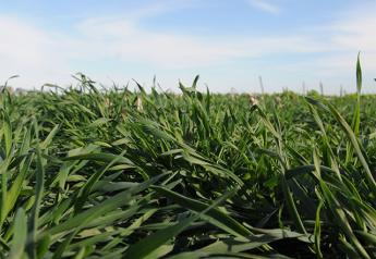 Farmers Share Cover Crop Lessons