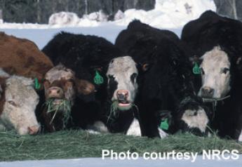Cows-eating-hay-in-snow-300w