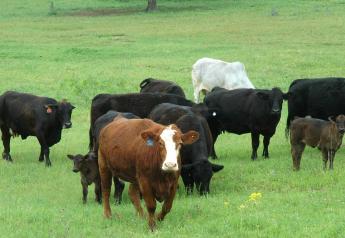 More data on crossbred commercial cattle reduces risk