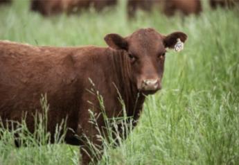 Are Your Calves Protected Against Respiratory Disease?