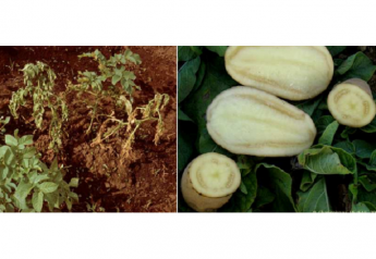 Potato, tomato pathogen eradicated in greenhouses