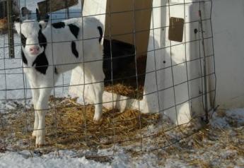 Time to Ramp up Calf Nutrients for Winter