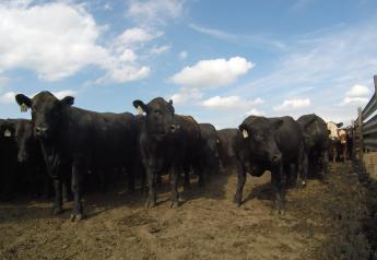 Negotiated Cash Fed Cattle Trade Higher