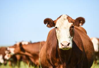 About 1.6% of calf deliveries will be backwards
