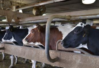 DT_Dairy_Parlor_Cows