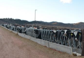 DT_Holstein_Heifers_Colorado