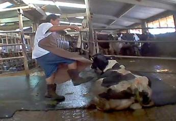 Dairy_Abuse_New_Mexico