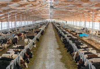 Cows at a Danone-backed farm in Russia’s Tyumen region.