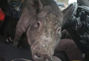 Distracted Driver Pulled Over; Cop Greeted by 250-Pound Pig