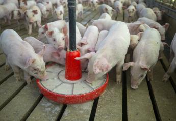 Pipestone Receives Grant to Combat Swine Viruses in Contaminated Feed