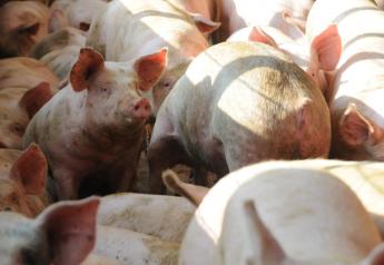 Ukraine Pork Industry Takes A Huge Hit from African Swine Fever