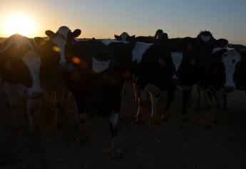 Springer Prices Stagnant, Dairy Sales Decline