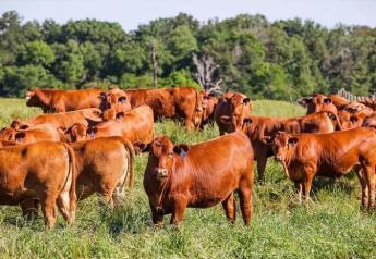 Fed Cattle Lower, Feeder Cattle Uneven