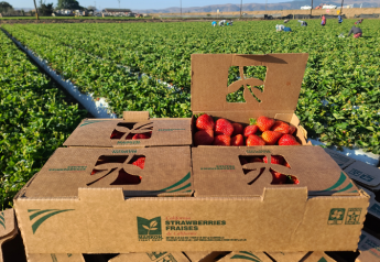 Markon strawberries available in recyclable cardboard packaging