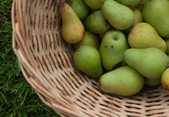 USA Pears pairs with Sparkloft Media